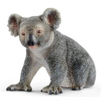 KOALA MACHO