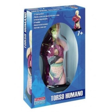 Torso humano